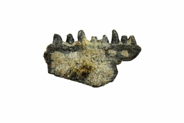 Permian Synapsid (Mycterosaurus) Jaw Section - Oklahoma #137630